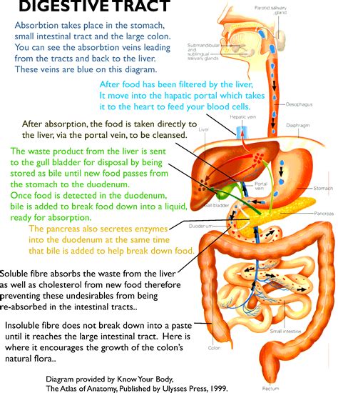 Digestion Explained! Heres How The Tummy Works, Literally